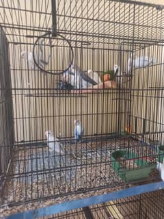 love bird