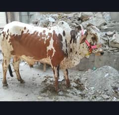 Bachra For Qurbani - 2 Daant