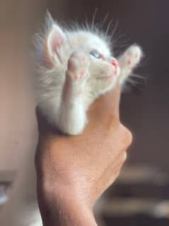 kitten pair