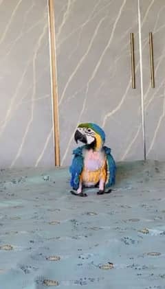 blue and yellow macaw chick