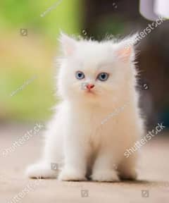 Persian