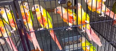 Blue turquoise _ Blue cinnamon_pineapple conure