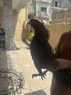 Aseel Amroha Male For Sale