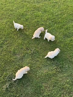 Russian puppies