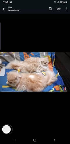 4 kittens 2 month 2 kittens 11 month 2 kuttens 7 month each 20000