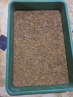 Mealworm/
