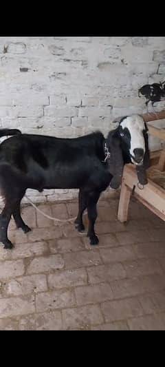 Betal Goat