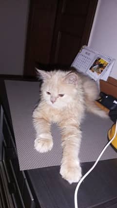 kitten