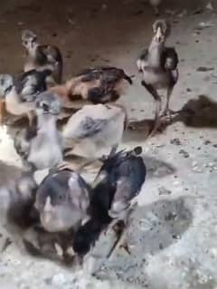 aseel chicks |thai chicks | shamo chicks | polish chicks |fancy chicks