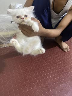 Peke breed kitten
