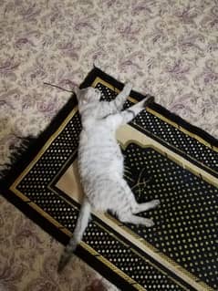persian