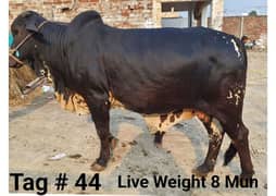 Wacha for Sale | Bachra | Bull Qurbani | Cow | Wehra | Janwar Qurbani