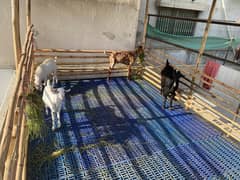Bakra
