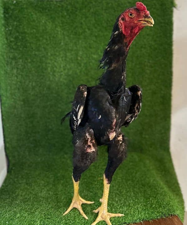 Black OH Shamo 10