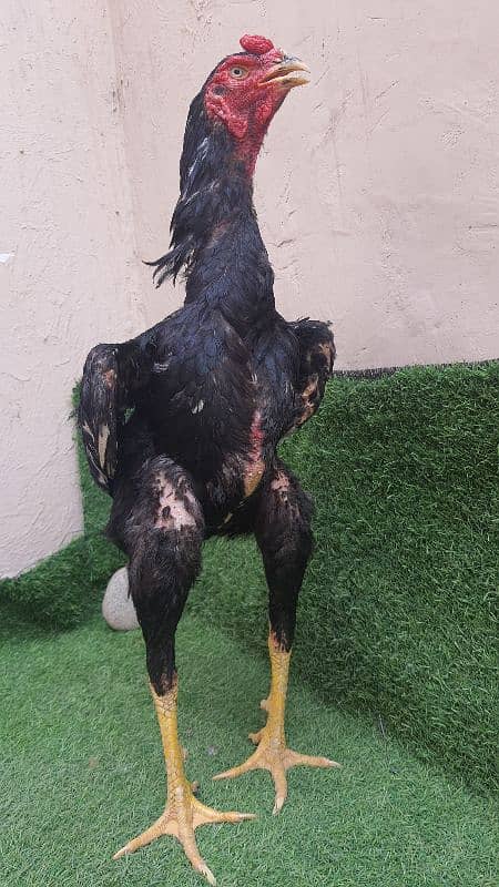 Black OH Shamo 11