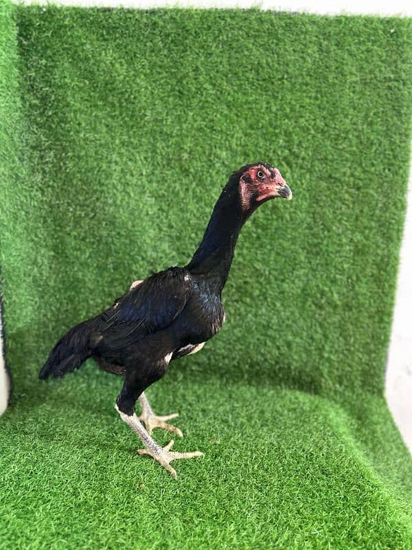 Black OH Shamo 12