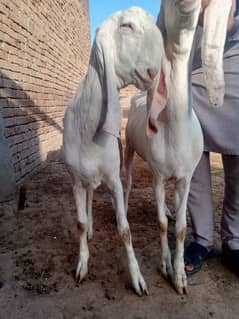 03029767697 call or WhatsApp