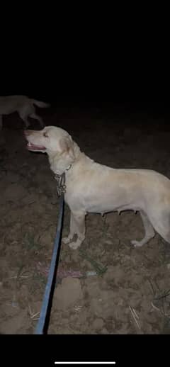 Labrador Breeder pair for urgent sale