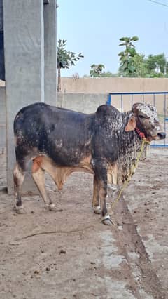 15 Bulls available For Qurbani | Qurbani k janwar Available