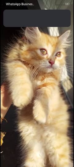pure Persian heavy coated kittens with Ginger tabby colour