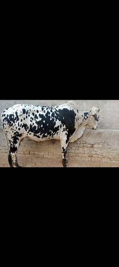 cow 03459752637