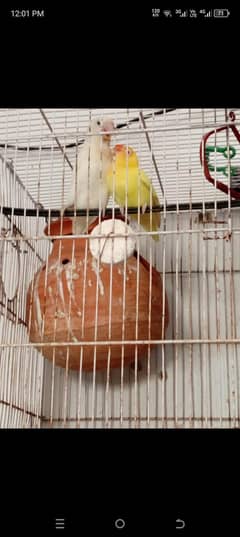 Cremino Male Hy Albino black eyes split female hy