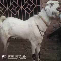 Bakra
