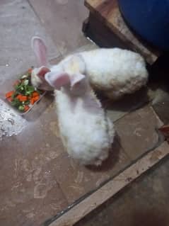 rabbit