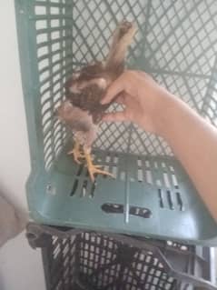 pure red burmi aseel chick 2months age