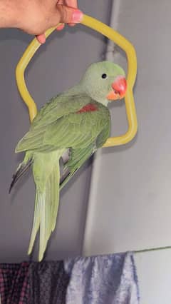 Pahari