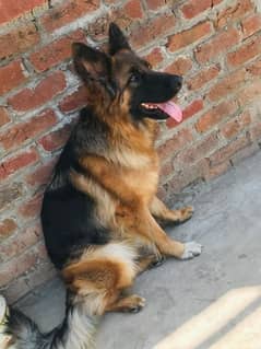 German