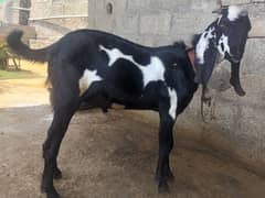 2 dant bkary