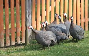 guinea fowl for sale in Hyderabad cargo is not available