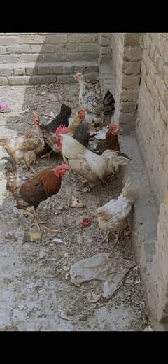6 Hens with two Roosters.