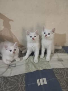 Persian kittens .