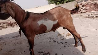 Bakra