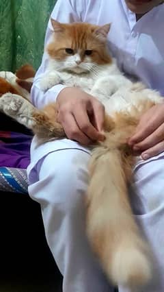 Ginger brown and white