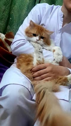 1-Year-Old Male Ginger & White Cat for Sale – Healthy & Playful