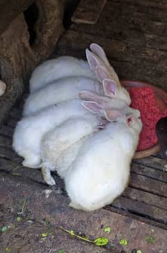 RABBIT