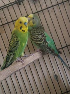 Australian Birds Pair