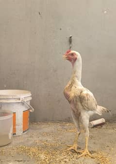 German White Shamo