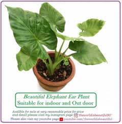 Plants