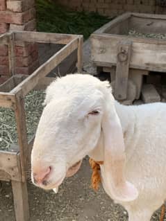 2 Bakra for sale