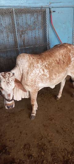 qurbani