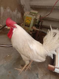 White minara male hens for sell