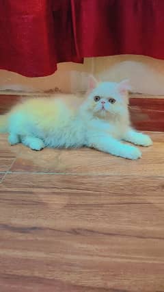 persian