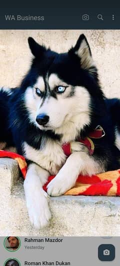 siberyan huskey puppies for sale age 30 days