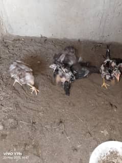 aseel chicks