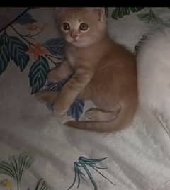 Persian cat kittens for sale
