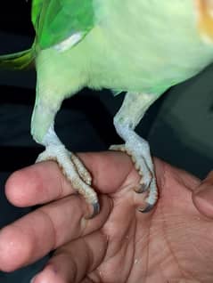 raw parrot male